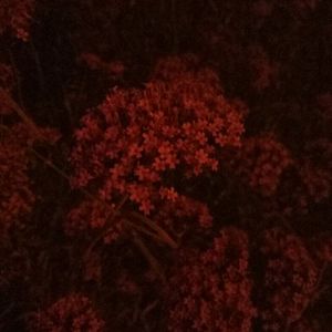 女生裸体××免费视频
